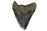 Serrated, Fossil Megalodon Tooth - Nice Tip #135913-2